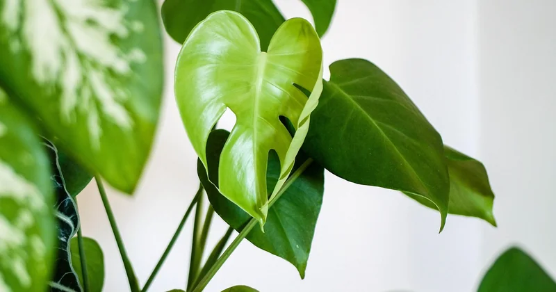 Quelles plantes survivent vraiment dans un appartement