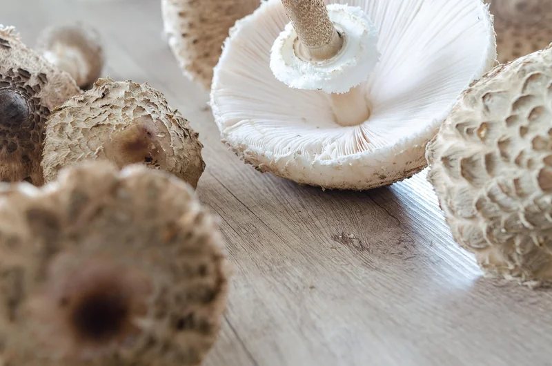 Cuisine forestière : recettes et astuces