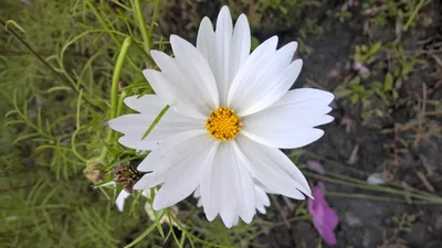 plante cosmos