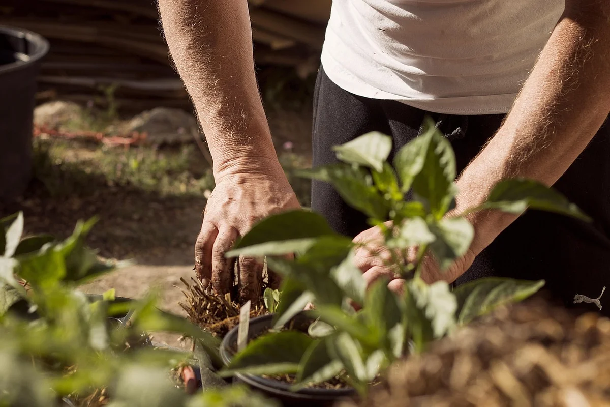 Le substrat : l'or noir de votre potager surélevé