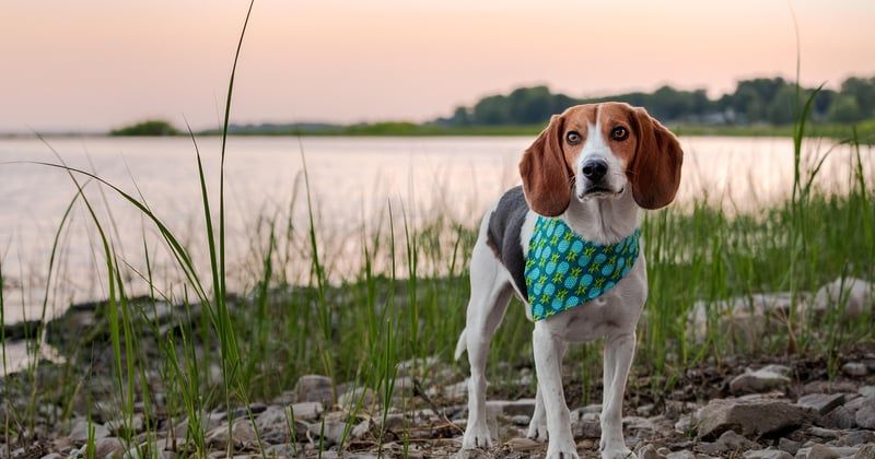 Tarif chien détecteur punaise de lit : combien ça coûte vraiment ?