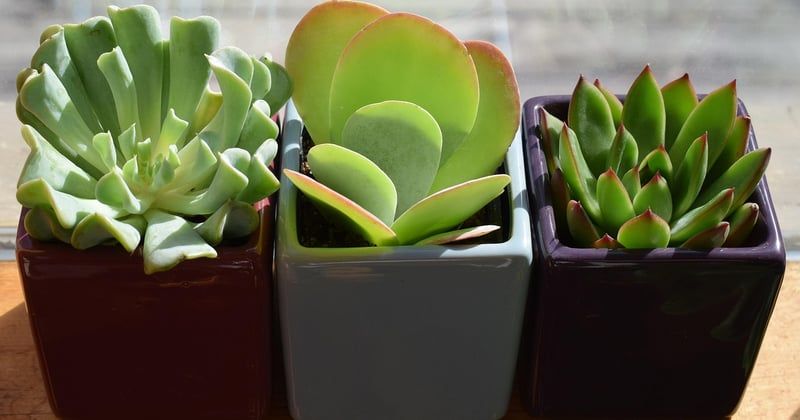 Comment créer un jardin d'appartement sans balcon : 7 astuces
