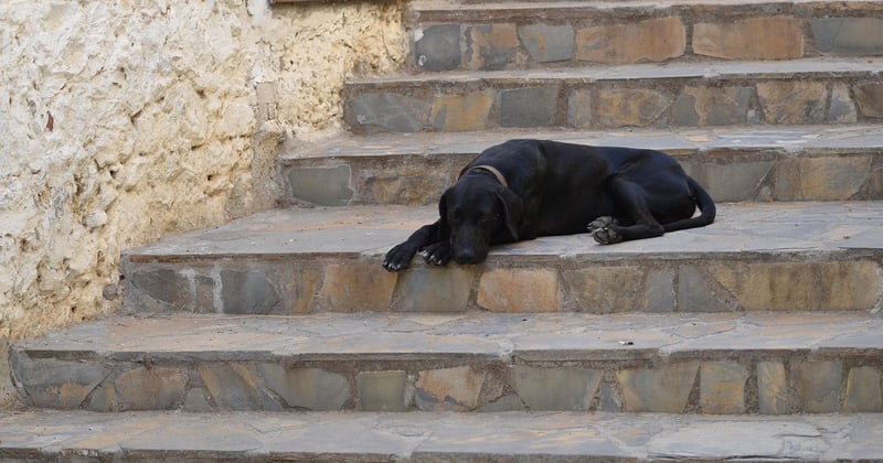 Prix d’un monte-escalier Stannah : le guide complet pour bien choisir