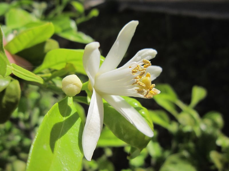 Citronnier malades ? Photos et solutions pour 2026