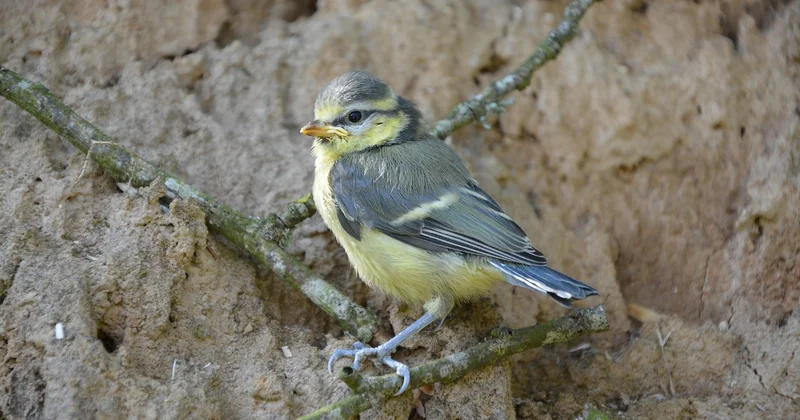 Comment nourrir un oisillon de mésange ?