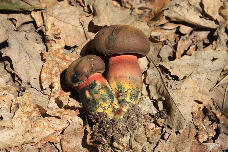 Identification : éviter les confusions