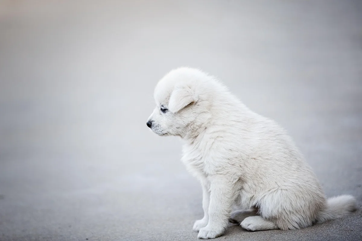 Comment éviter les arnaques aux chiens renifleurs