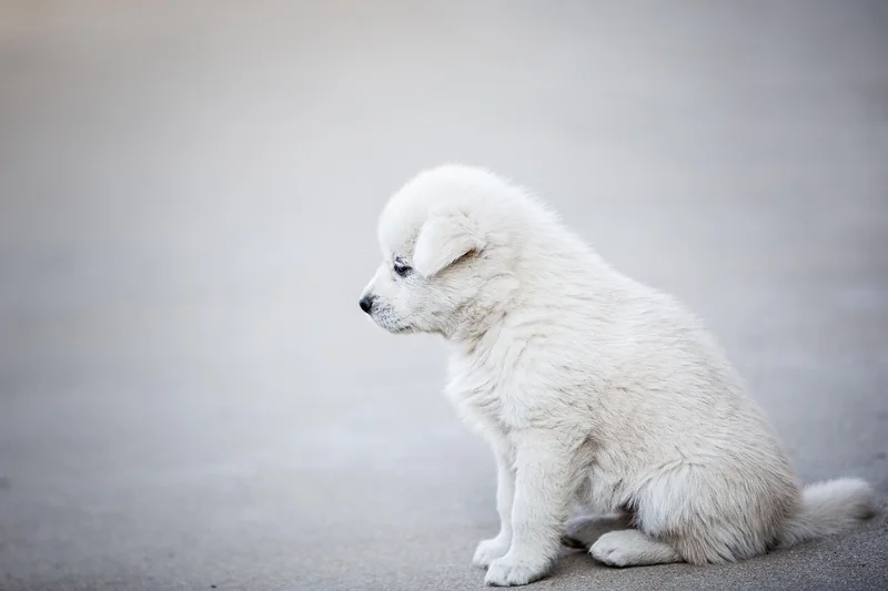 Comment éviter les arnaques aux chiens renifleurs