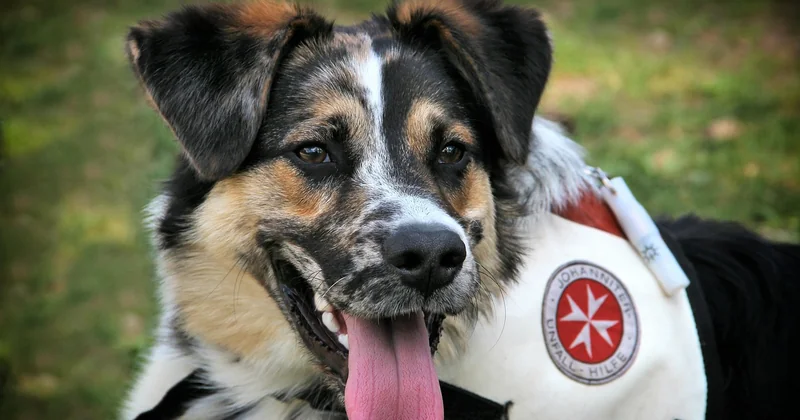 Acheter un chien détecteur de punaise de lit : vraiment une option ?