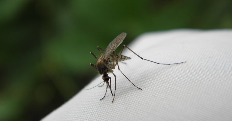 Ces insectes qui piquent la nuit : lesquels sont responsables ?