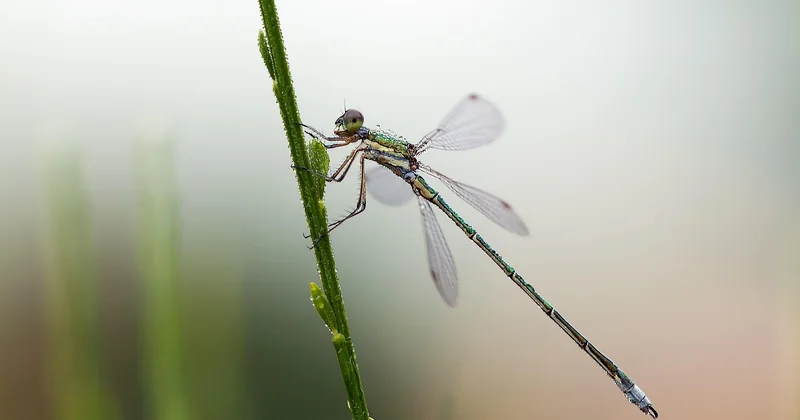 Insecte qui pique la nuit dans le lit : le cas particulier de l'invisible